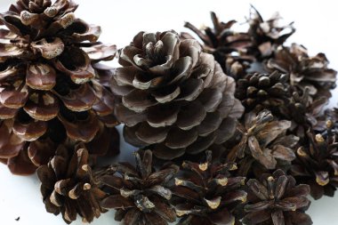 Beyaz arka planda çam kozalakları. Dekoratif öge.