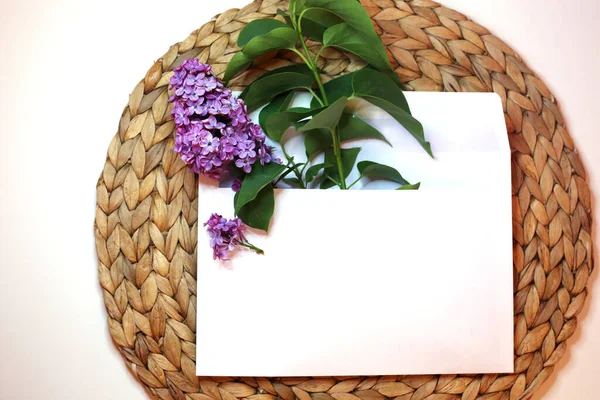 Фіолетові Бузкові Квіти Білому Тлі Концепція Весняного Часу Шаблон Листівки — стокове фото