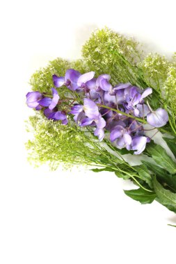 Evdeki güzel bahar çiçekleri. 