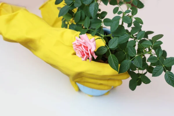 Guantes Amarillos Manos Sosteniendo Planta Casera Rosa Hobby Estilo Vida — Foto de Stock