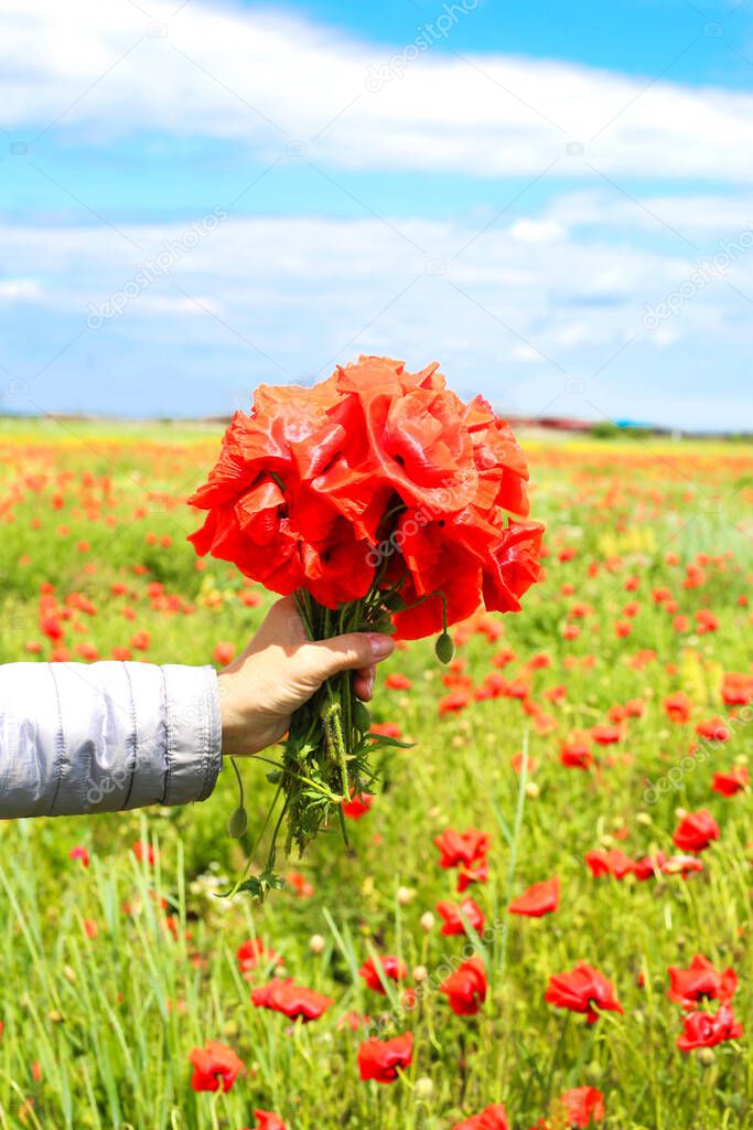 Hand holding bouquet of red poppy flower. Sunny day at the poppy  flowers field at the countryside.