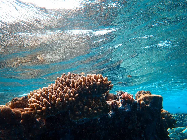 Bellissimi Coralli Circondati Piccoli Pesci Colorati Sotto Mare — Foto Stock