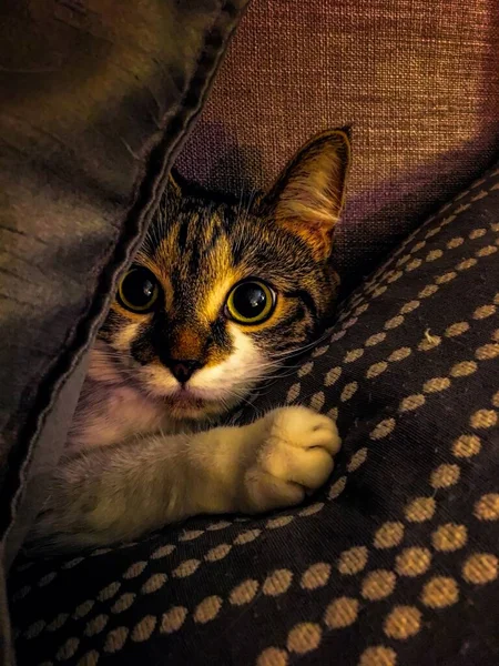 Vertical closeup shot of a cute cat hiding behind the pillows on the couch — ストック写真