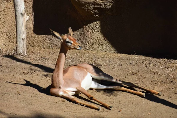 Ein Nettes Foto Einer Thomson Gazelle Die Ruhig Auf Dem — Stockfoto