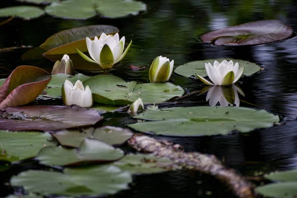 沼の大きな緑の葉に成長した白い神聖な蓮の美しい選択的フォーカスショット — ストック写真