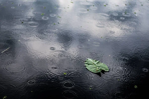Wysoki Kąt Zbliżenie Ujęcie Odosobnionego Zielonego Listka Kałuży Deszczowy Dzień — Zdjęcie stockowe