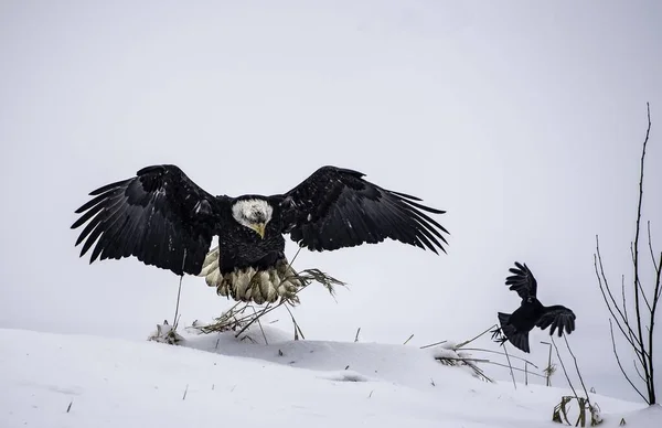 Ein Elterlicher Weißkopfseeadler Der Dem Adlerbaby Beibringt Einer Verschneiten Gegend — Stockfoto