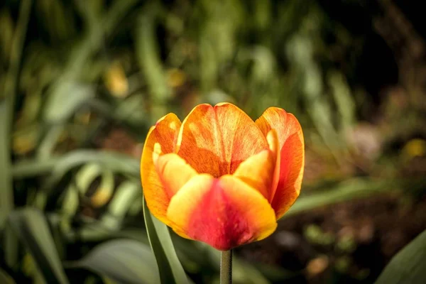 带有模糊自然背景的美丽橙色和红色花朵的特写镜头 — 图库照片
