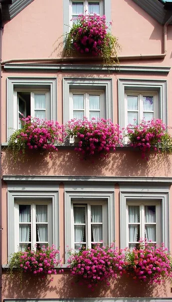 A vertical shot of a pink building with garden roses on the window sills