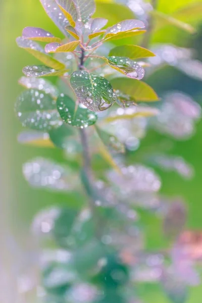 Eine Vertikale Nahaufnahme Einer Grünen Pflanze Die Mit Tautropfen Bedeckt — Stockfoto