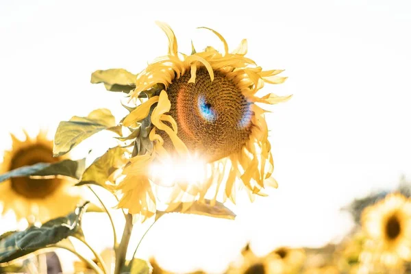 Красивий знімок соняшнику з яскраво-жовтими пелюстками ізольовані на білому тлі — стокове фото