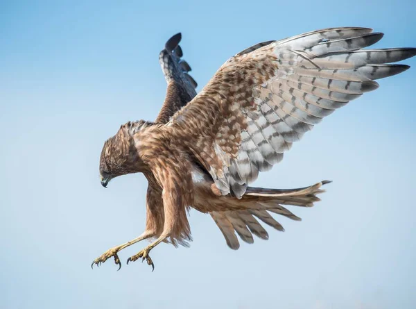 Una Fascinante Toma Ángulo Bajo Halcón Salvaje Nueva Zelanda Proceso — Foto de Stock