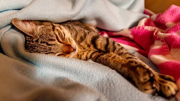 Roztomilé Malé Hnědé Kotě Spící Mezi Dvěma Přikrývkami — Stock fotografie
