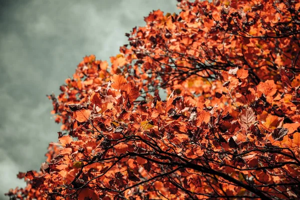 Closeup Shot Tree Orange Leaves Blurred Cloudy Sky Background — Stock Photo, Image