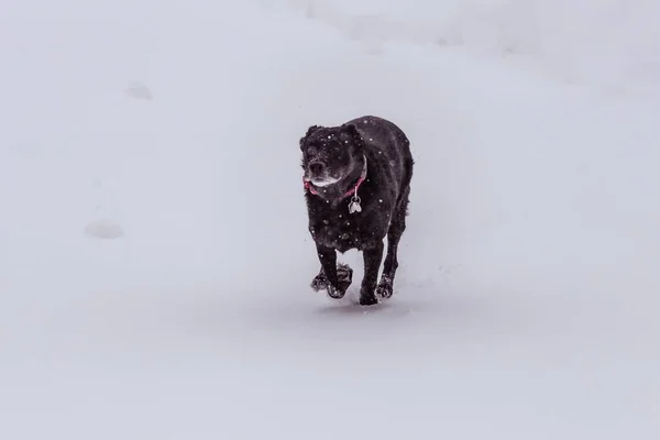 雪の多い地域で猛烈に走る雪の結晶で覆われた黒い犬 — ストック写真