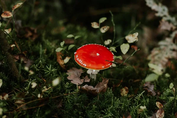 Вибірковий Фокус Ізольованому Червоному Agaric Fungus Росте Серед Зеленого Листя — стокове фото