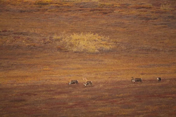 Group Cute Deers Wandering Gates Arctic National Park — Stock Photo, Image