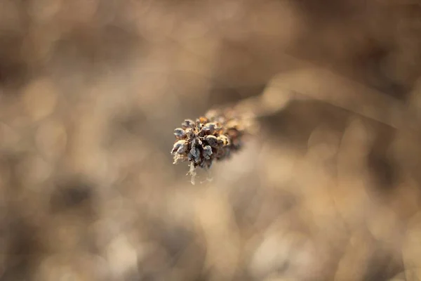 Tarladaki Küçük Bir Bitkinin Seçici Odak Noktası — Stok fotoğraf