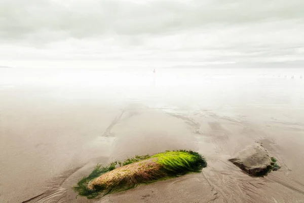 Gros plan d'un petit morceau de sol vert sur le rivage sablonneux de l'océan sous le ciel nuageux — Photo