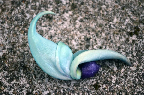 Primer plano de una flor rara azul y púrpura sobre una hermosa superficie texturizada —  Fotos de Stock