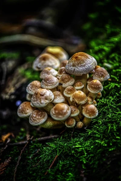 Tiro de close-up vertical de cogumelos Agaric cultivados em um musgo - conceito de luta através de dificuldades — Fotografia de Stock