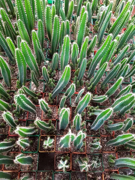 Plan vertical grand angle d'un jardin de cactus pendant la journée — Photo