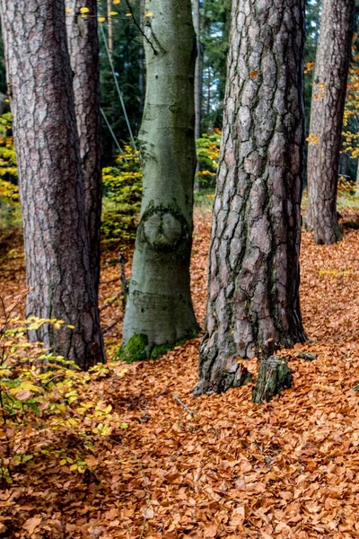 Plan Vertical Arbres Poussant Milieu Une Forêt Automne — Photo