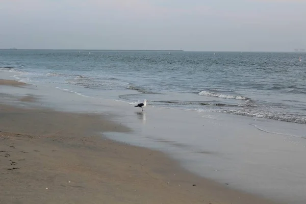 Piękna plaża i ocean w Long Beach, Kalifornia — Zdjęcie stockowe