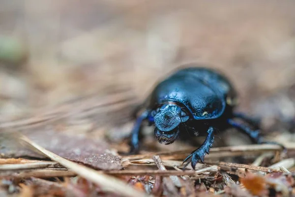 Gros Plan Insecte Noir Sur Petits Bâtons Bois — Photo