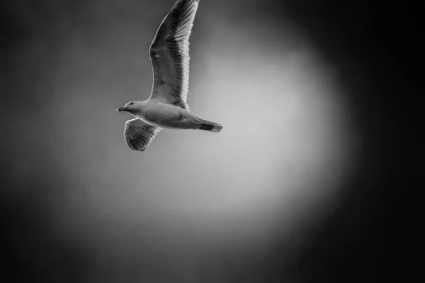 Sakin gökyüzünün altında uçan güzel bir sahil kuşunun gri tonda görüntüsü - özgürlük kavramı — Stok fotoğraf