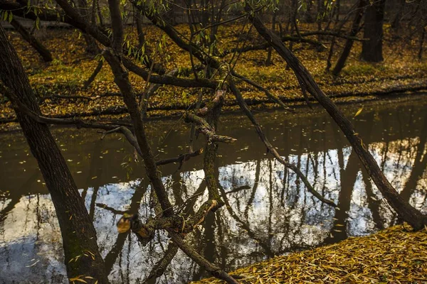 Een Rivier Het Midden Van Kusten Bedekt Met Bruine Gele — Stockfoto