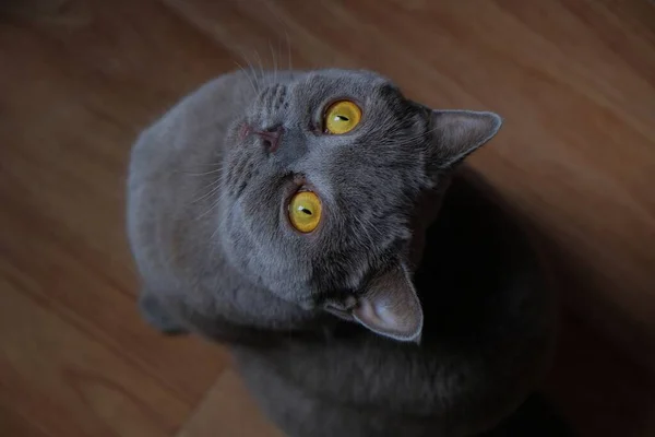 Tiro Ângulo Alto Gato Cinza Desgrenhado Olhando Para Cima Com — Fotografia de Stock