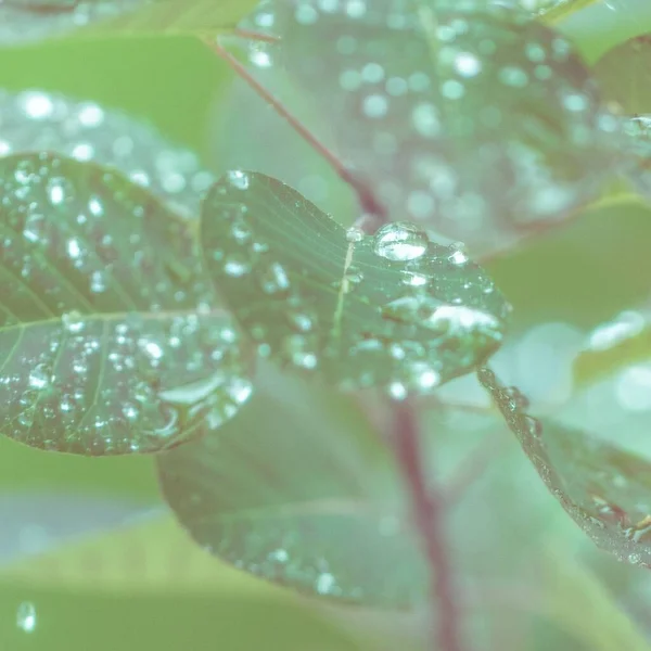 Eine Nahaufnahme Einer Grünen Pflanze Die Mit Tautropfen Bedeckt Ist — Stockfoto
