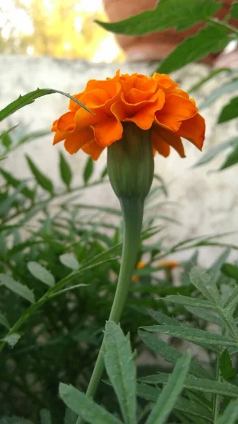 Вертикальный Крупный План Оранжевого Цветка Саду — стоковое фото