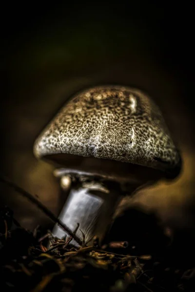 Eine Vertikale Nahaufnahme Von Agaricus Pilz Isoliert Auf Trockenem Gras — Stockfoto