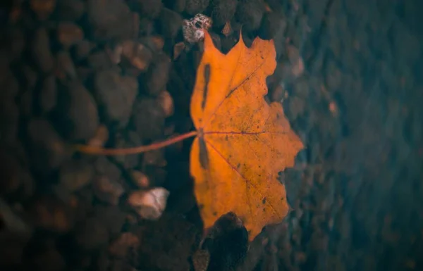 Beau Cliché Une Feuille Automne Orange Sur Fond Pierre Sombre — Photo