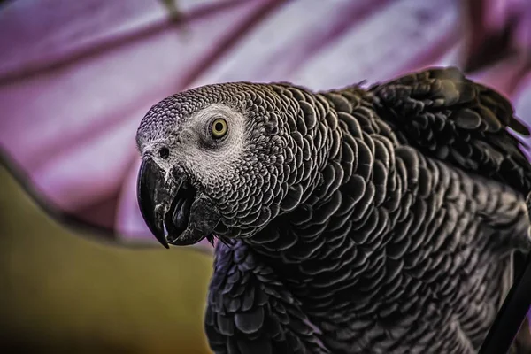 Egy Közeli Kép Egy Aranyos Papagáj Elszigetelt Homályos Háttér — Stock Fotó