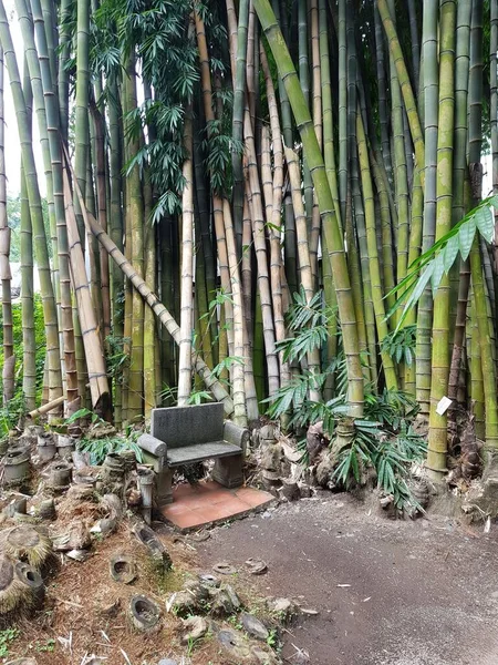 A vertical shot of a stone chair isolated in a forest near bamboos during daytime
