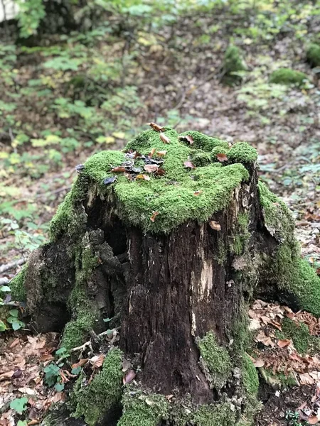 ジャングルの苔に覆われた切り立った木の垂直ショット — ストック写真