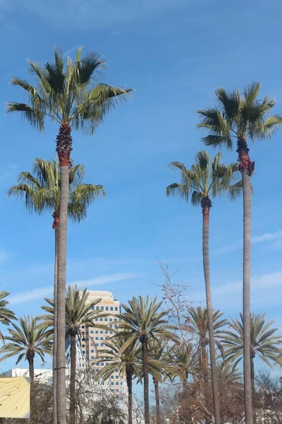 Long Beach Limanı, Kaliforniya 'da çekilen palmiye ağaçlarının dikey görüntüsü — Stok fotoğraf