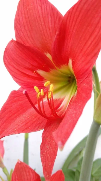 Vertical Closeup Shot Beautiful Red Asiatic Lily White Background — Stock Photo, Image