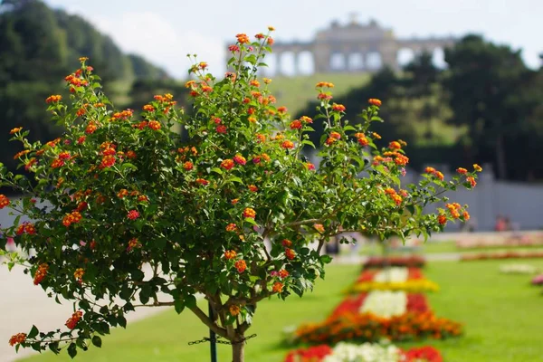 Tiro Close Uma Bela Árvore Com Flores Vermelhas Floridas Quadrado — Fotografia de Stock