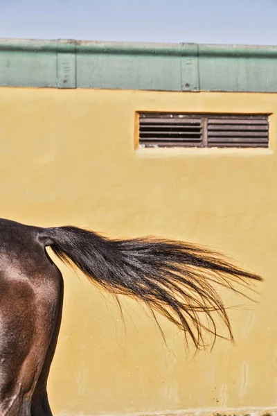 Tiro Vertical Close Rabo Cavalo Garanhão Com Uma Parede Laranja — Fotografia de Stock