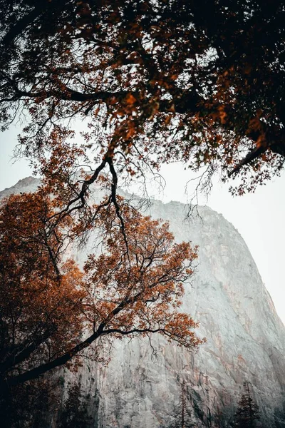 Low Angle Scene Trees Orange Colored Leaves Autumn Foggy Rock — Stock Fotó