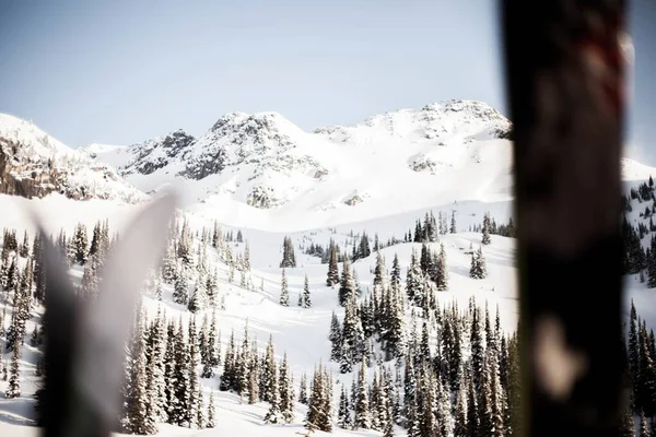 Beautiful Shot Spruce Forest Snowy Field Mountains Background Perfect Article — Stock Photo, Image