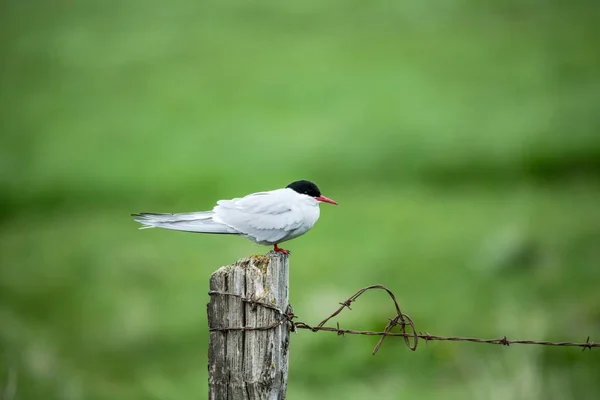 A selective focus shot of an Arctic tern isolated on green background