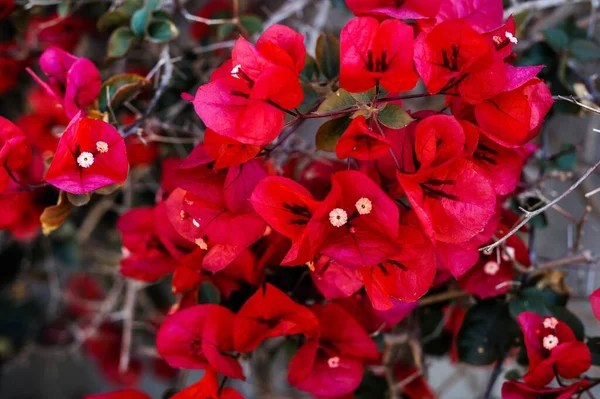 Captura selectiva de foco de rama de buganvillas de pétalos rojos con flores pequeñas florecidas en el interior —  Fotos de Stock
