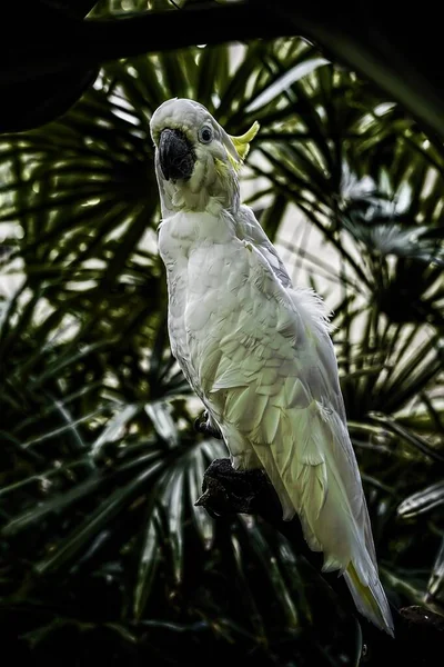 Függőleges közelkép lövés egy aranyos fehér papagáj álló pálmafa ágon — Stock Fotó