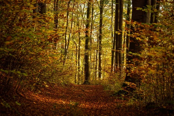 Ein Pfad Inmitten Eines Waldes Mit Gelb Und Braun Belaubten — Stockfoto