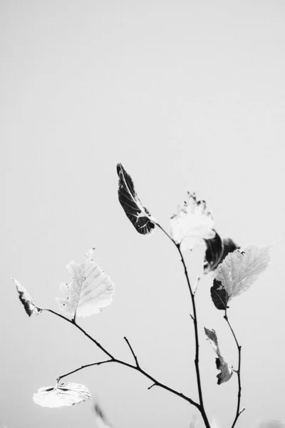 Ένα Κάθετο Γκρι Πλάνο Τριών Κλαδιών Ενός Φυτού Ασπρόμαυρα Φύλλα — Φωτογραφία Αρχείου